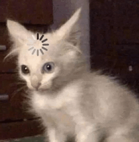 a white cat with a loading bar on its head is sitting on a table .