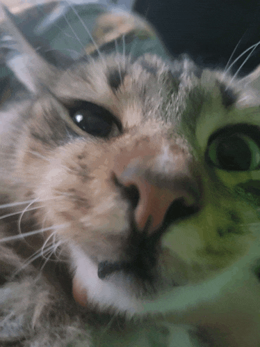 a close up of a cat 's nose with a green eye