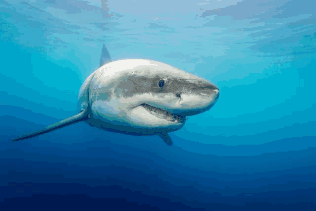 a great white shark is swimming in the ocean with its mouth open