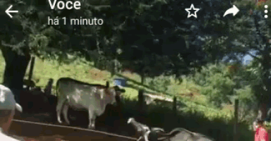 a phone screen shows a picture of a herd of cows and says voce