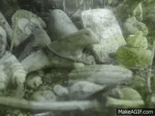 a turtle is swimming in a tank surrounded by rocks and plants .