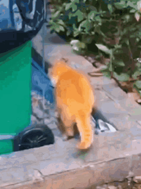 an orange cat is walking on a sidewalk next to a green trash can