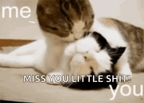 two cats are laying next to each other and one of them is kissing the other on the nose .