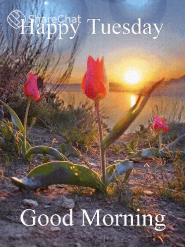 Happy Tuesday Good Morning GIF - Happy Tuesday Good Morning शुभमंगलवार GIFs
