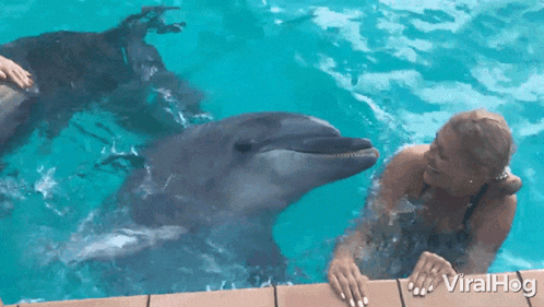 a woman is petting a dolphin in a pool and the dolphin is looking at the woman