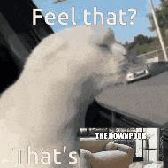 a white cat with the words feel that that 's that 's