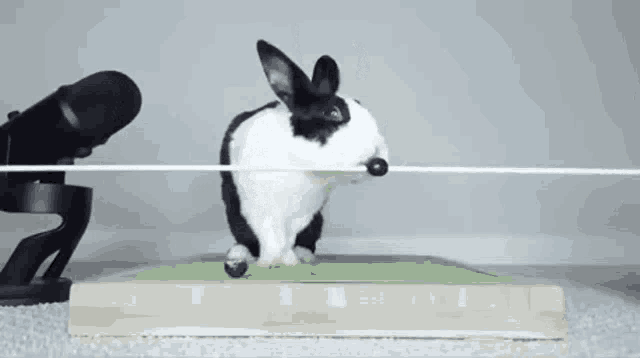 Pipkin Rabbit Falls GIF - Pipkin Rabbit Falls Rabbit GIFs