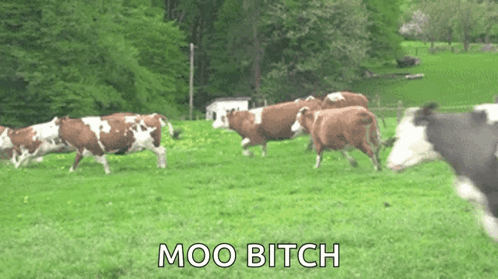 Gates Open Moo GIF - Gates Open Moo Cow GIFs