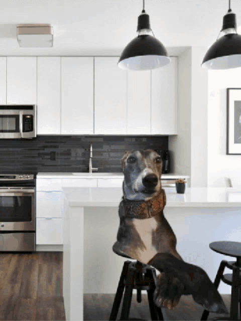 a dog sitting on a stool in a kitchen looking at the camera