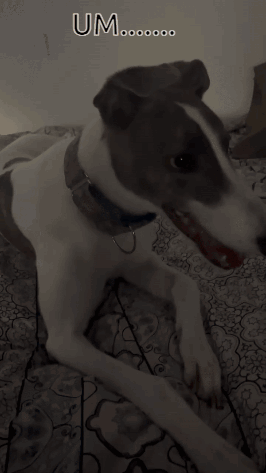 Sparkles Stuwie GIF - Sparkles Stuwie Greyhound GIFs