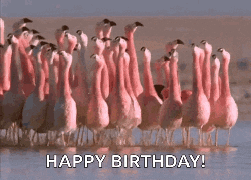 a flock of flamingos are standing in the water with the words happy birthday written below them .