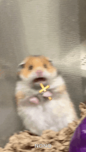 a hamster is holding a cross in its mouth and says " nono " in the corner