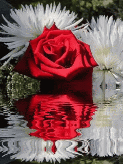 a red rose and white flowers are reflected in a pool of water
