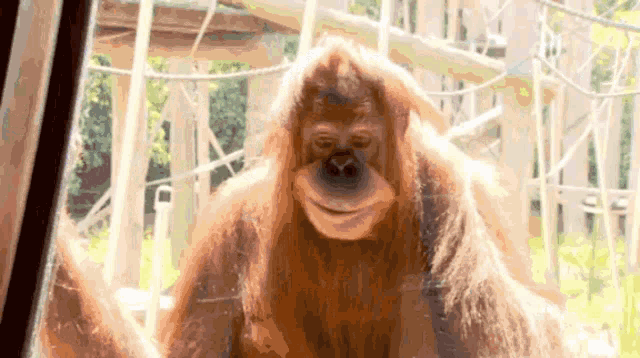 a close up of an orangutan looking through a glass door