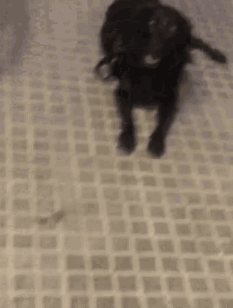 a black dog laying on a tiled floor