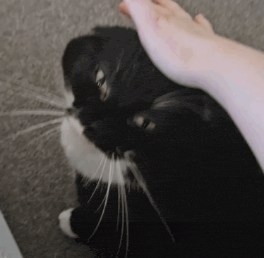 a person petting a black and white cat 's head