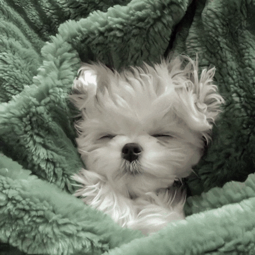 a small white dog sleeping on a green blanket
