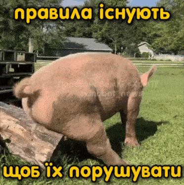 a pig is standing on a log in a grassy field with the words " правила iснують " above it
