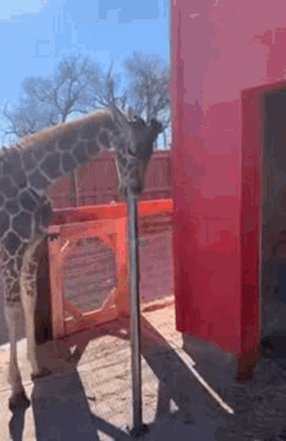 a giraffe sticking its head out of a metal pole in front of a red building