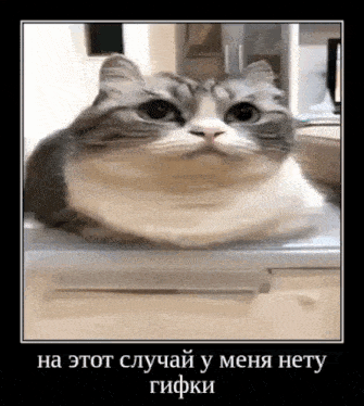 a cat is laying on a table and looking at the camera with a foreign language caption .