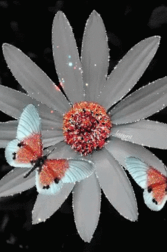 White Flower Flower GIF - White Flower Flower Butterfly GIFs