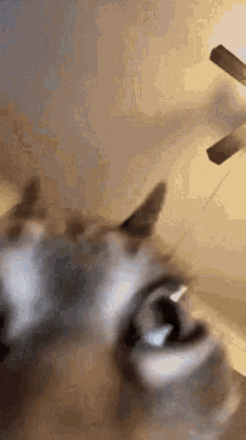 Cat Insane GIF - Cat Insane GIFs
