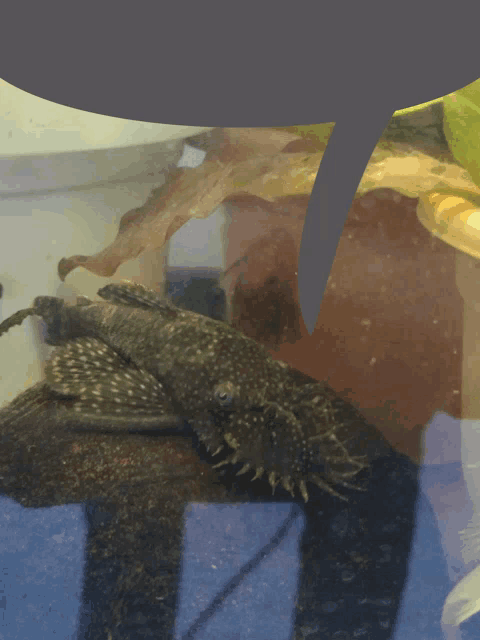 a catfish is swimming in a tank with a leaf in the background