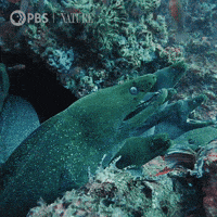 a green fish is swimming in a coral reef with a pbs logo in the background