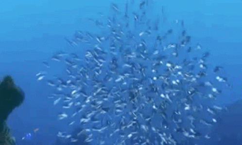 Nemo School Of Fish GIF - Nemo School Of Fish Finding Nemo GIFs
