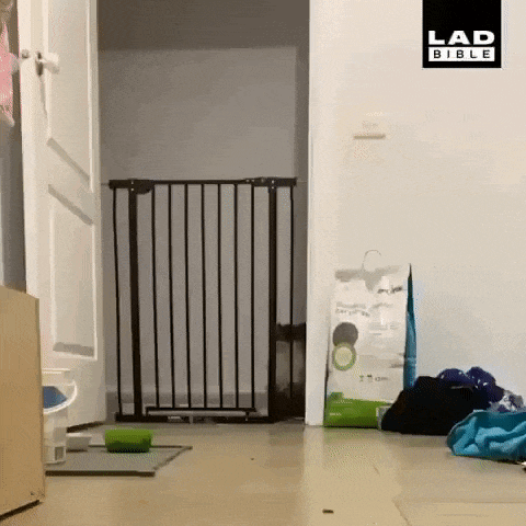 a dog is standing in front of a dog gate in a room .
