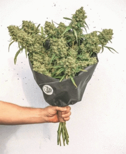 a person is holding a bouquet of marijuana flowers in their hand