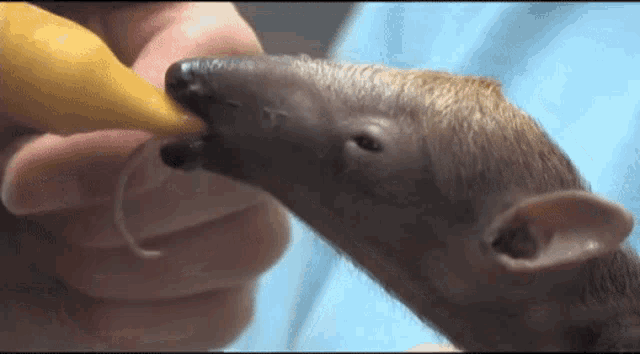 a person is feeding an anteater with a yellow bottle