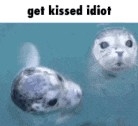 two seals are swimming in the water with the words `` get kissed idiot '' .