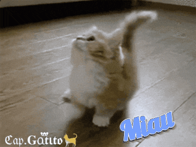 a cat is standing on a wooden floor and the word miau is on the bottom right