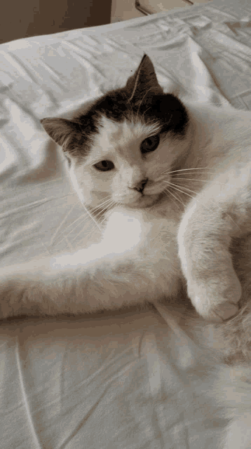 a black and white cat is laying on a white sheet