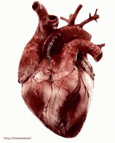 Human Heart GIF - Human Heart GIFs