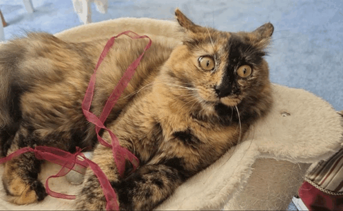 a calico cat is laying in a cat bed with a red ribbon