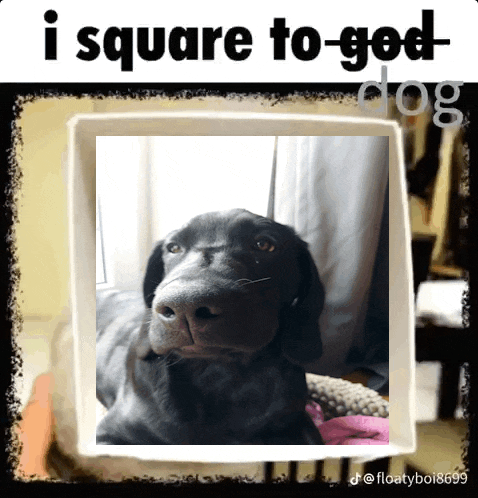a picture of a black dog with the caption i square to god