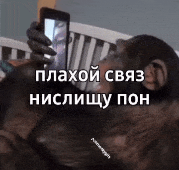 a chimpanzee is taking a selfie with a cell phone in a bed .