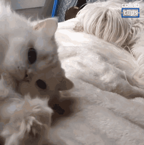 Cat Falling Waking Up GIF - Cat Falling Waking Up Epic Fails GIFs