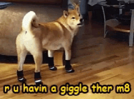 a dog wearing a pair of socks with the words pu havin a giggle ther m8