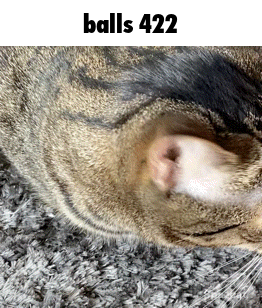 a close up of a cat sleeping on a rug with the words balls 422 above it