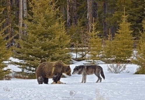 a bear and a wolf are standing in the snow in the woods