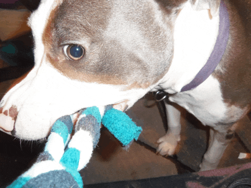 a brown and white dog with a purple collar biting a blue and white striped blanket