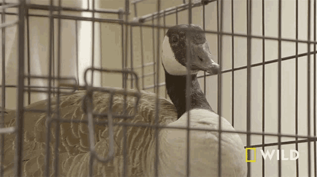 Goose On Cage Dr Vernard Hodges GIF - Goose On Cage Dr Vernard Hodges Critter Fixers GIFs