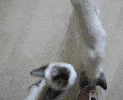 two cats are playing with each other on a floor