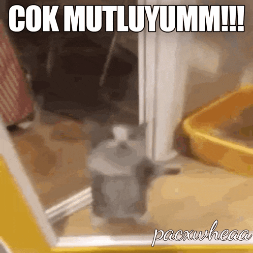 a picture of a cat with a caption that says " cook mutluyumm "