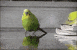 a green parrot is standing on a wooden surface with a reflection of it in the water .