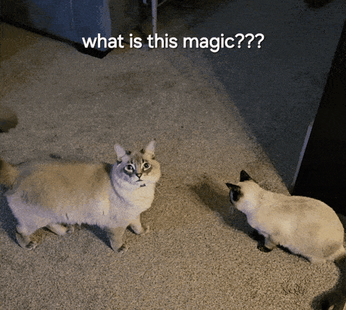 two cats standing next to each other with the caption what is this magic??