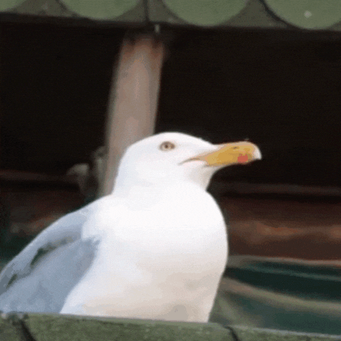 a white seagull with a yellow beak is perched on a fence